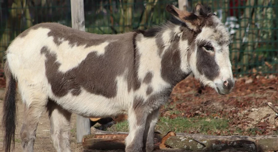 logo Polskie Radio Jedynka